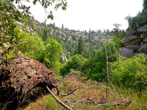 If the trail continues down Walnut Canyon, I could not follow it ...