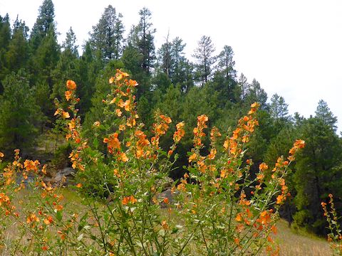 Normally, photographing small flowers -- even lots of them -- from afar, does not really do them justice. Here, I was able to pop the orange thicket globemallow against the dark background of the pines.