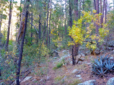 Hints of fall color near the foot of Loy Canyon's switchbacks.