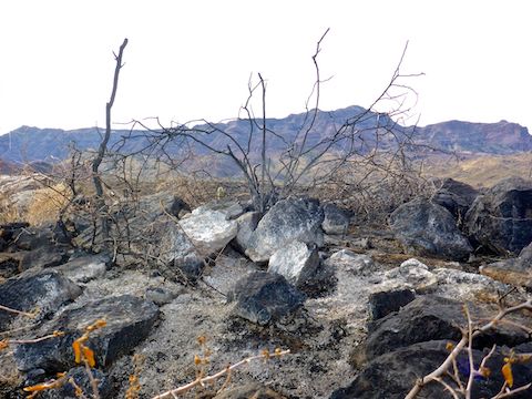 Damage on Black Mesa, with Superstition Ridgeline in back. I think that is what's left of a palo verde ...
