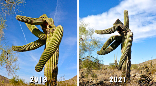 I recognized this saguaro on Chuckwalla Trail, just north of Granite Falls Trail. His vertical arm has grown the last three years, but his other arms have drooped.