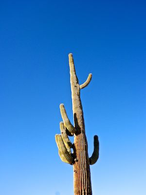 A very vertical saguaro. Odd to have so many small arms.