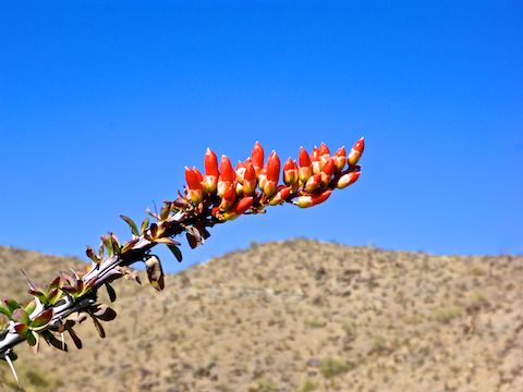 Other than some small yellow butterflies, the only color I saw was this ocotillo flower.