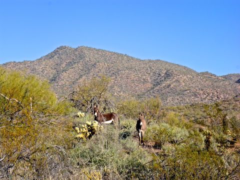 Wild burros are common around Lake Pleasant. These held their ground while I maneuvered for a better shot.