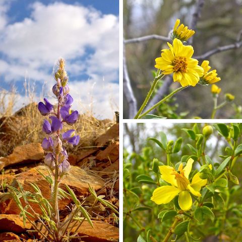 Left: I saw a half dozen tiny lupine within a few feet of each other on Ocotillo Trail. Right: Brittlebush and creosote.