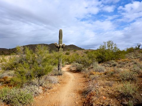 Ocotillo Trail is a mellow desert stroll.
