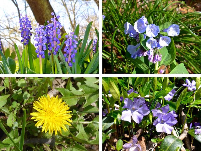 Clockwise from upper left: common grape hyacinth, Virginia bluebell, lesser periwinkle and the good ol' dandelion. I would have had no clue without wildflowersearch.org!