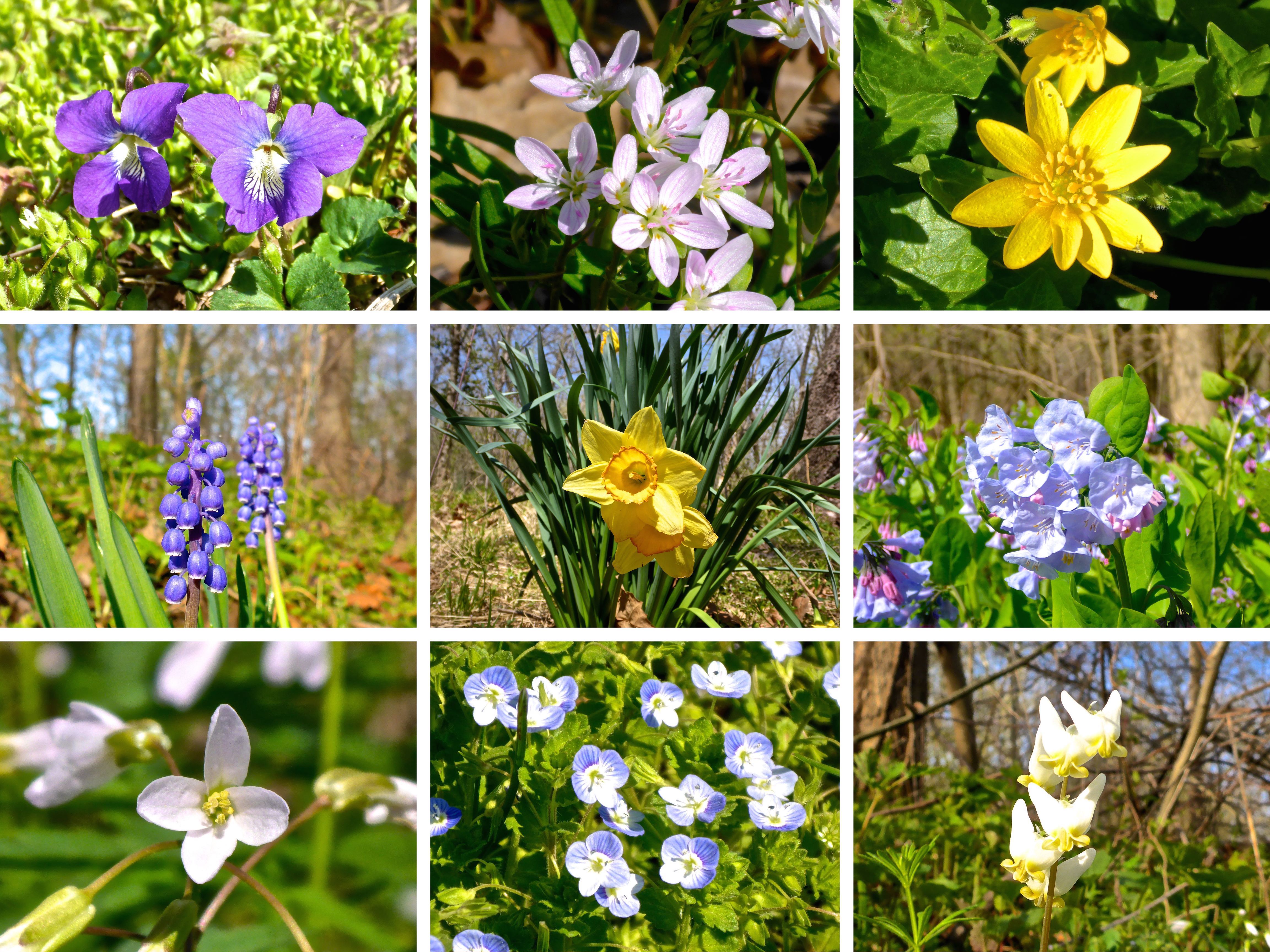 My first job, when I was 10 years old, was selling flower & vegetable seeds door-to-door. I bought a magic set. Top Row: arrow-leaved violet, spring beauty, lesser celandine. Middle Row: common grape hyacinth, wild daffodil, Virginia bluebell. Bottom Row: cutleaf toothwort, speedwell (not sure which subspecies), Dutchman's breeches.