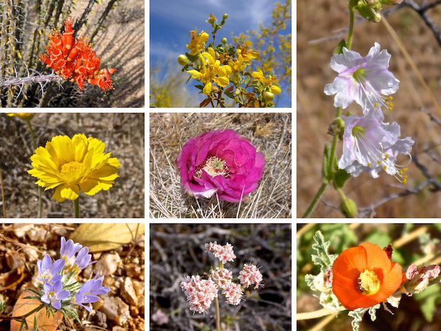 ocotillo, creosote, desert wishbone bush, desert marigold, strawberry hedgehog, miniature woollystar, flat top buckwheat, desert globemallow.