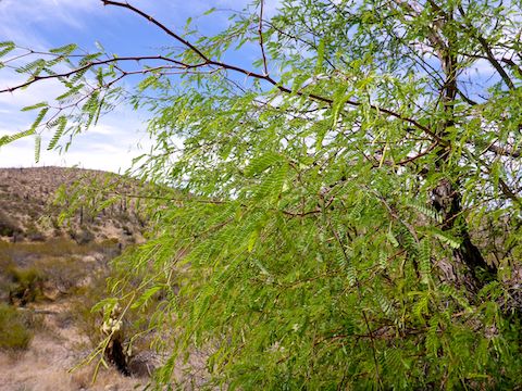 The acacia's bright green leaves hide painful thorns.