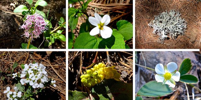 Flowers on the shore of Bear Canyon Lake. Top Row: Arizona valerian, Canadian white violet, lichen. Bottom Row: alpine pennycress, unknown, woodland strawberry.