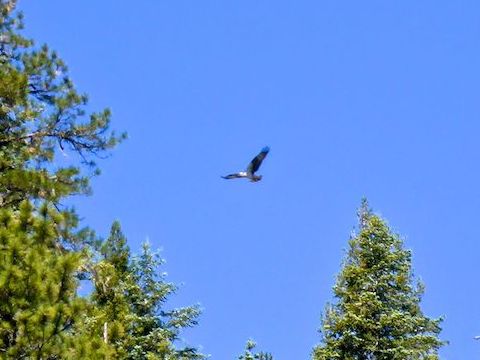 I had my eye on this bald eagle for 10 minutes, but when I got my closest -- maybe 100 yds. across the lake -- he took off.