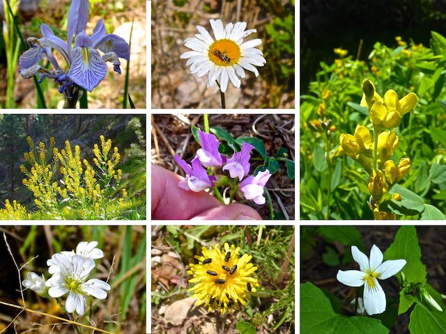 Top Row: Rocky Mountain iris, some kind of Townsend daisy (?), spreadfruit goldenbanner. Middle Row: some type of groundsel or goldenrod (?), aspen pea. Bottom Row: chickweed, dandelion, Canada violet.
