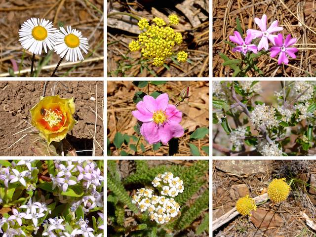 Flowers of Blue Ridge Trail #107: Top Row: fleabane, alpine false springparsley, showy phlox. Middle Row: twistspine pricklypear, Arizona wild rose, ceanothus. Bottom Row: pygmy bluet, yarrow, ???.