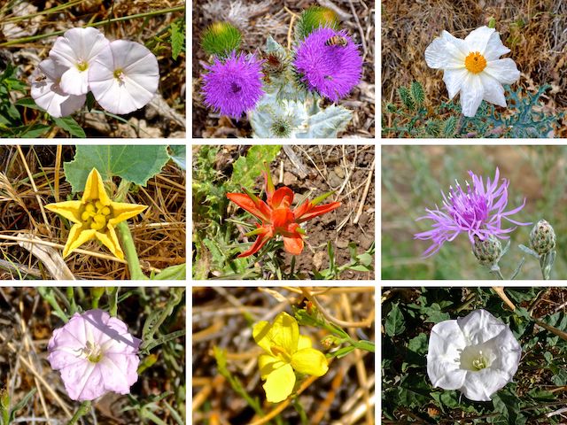Flowers of Watson Lake & Badger Mountain: Top Row: field bindweed, Scotch cotton thistle, southwestern prickly poppy. Middle Row: buffalo gourd, foothill paintbrush, spotted knapweed. Bottom Row: ???, rough menodora, sacred datura.