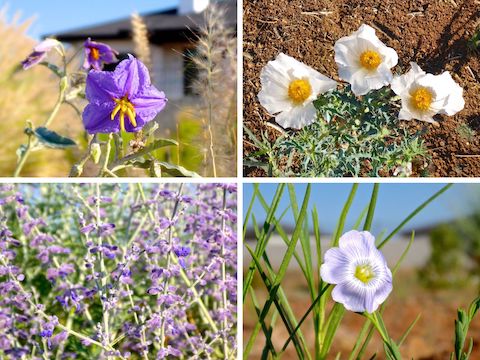 Flowers of Iron King Trail Clockwise from upper left: silverleaf nightshade, southwestern prickly poppy, Lewis flax, and planted Russian sage.