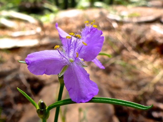 No flower collage today, as I wanted to focus on details of specific flowers. Here, the delicate "hairs" on the filaments of a pinewoods spiderwort.