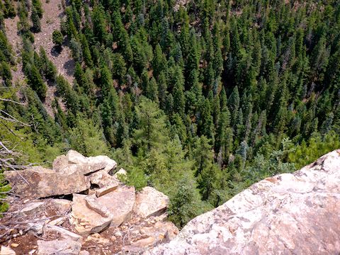 Looking down at the tops of 150 ft. tall pine trees in Willow Springs Canyon.