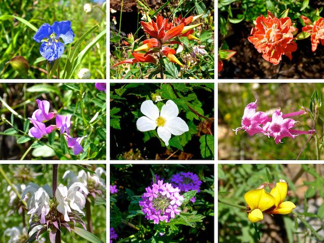 Flowers of Butterfly Trail #16 ... Top Row: western dayflower, Santa Catalina (not Rincon) indian paintbrush and -- I think this is different -- Sierra woolly indian paintbrush. Middle Row: American vetch, wild / Virginia strawberry, (uncommonly pink) skyrocket. Bottom Row: lemon beebalm, Dakota mock vervain, red and yellow pea.