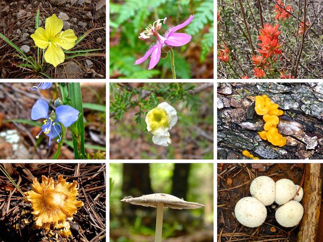 Flowers & fungi of Milk Ranch Point / West Webber Canyon ... Top Row: primrose, pineywoods geranium, paintbrush. Middle Row: western dayflower, Stansbury's cliffrose, orange jelly. Bottom Row: I don't know from fungi.
