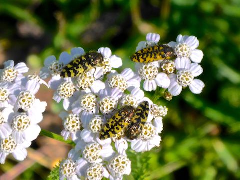I find western yarrow (Achillea millefolium) and these bugs -- whatever they are -- all around Arizona, but I've I don't remember photographing them together.