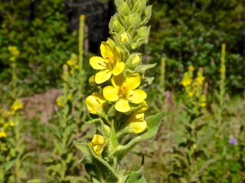 Common mullein (Verbascum thapsus) were ... common ... in meadows, particularly on the west slope of Mahan Mountain.