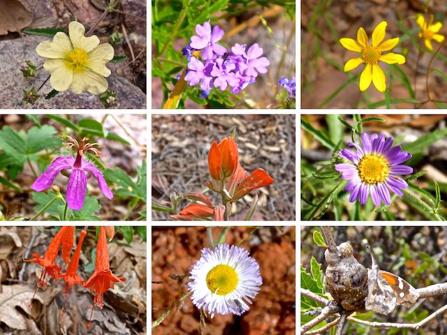 Flowers of Hellsgate Wilderness ... Top Row: New Mexico fanpetals, vervain, showy goldeneye ... Middle Row: pineywoods geranium, paintbrush, hoary tansyaster ... Bottom Row: skyrocket, fleabane and, because I ran out of flowers, a butterfly.
