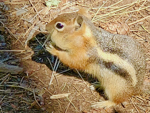 While I was exploring Woods Canyon, my wife was photographing squirrels at Spillway Campground. 