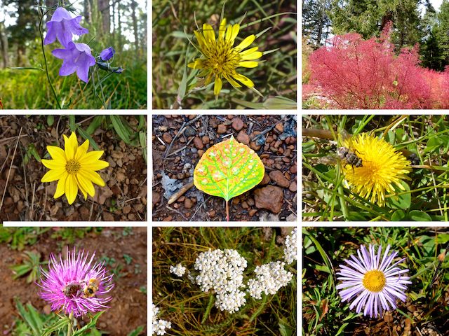 Flowers of Greens Peak ... Top Row: harebell, yellow salsify, fetid goosefoot ... Middle Row: hairy golden aster, wet leaf, dandelion ... Bottom Row: Wheeler's thistle, western yarrow, fleabane.
