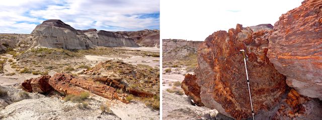 Massive petrified log at the north end of Red Basin. It's at least 60 ft. long and 5 ft. diameter. The petrified wood I was able to pickup, for photographs, I left in situ, as removing it is a federal crime.