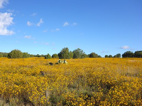 Four miles of DENSE yellow flowers between MP 238-242. I've never seen anything like it!