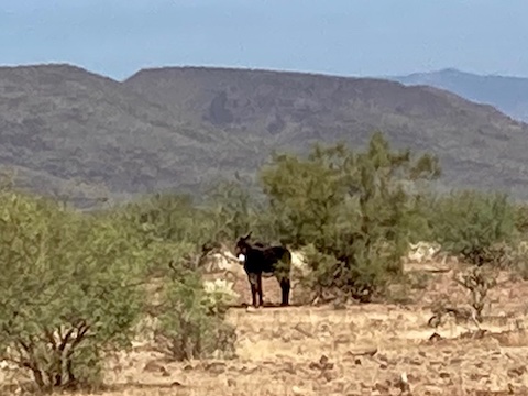 I always seem to find wild burros on Biscuit Flat. This is max zoom on my iPhone SE. The burro is maybe 50 yards away, which is about their normal limit, so I did not try to get closer.