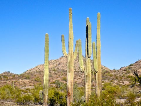 The saguaro along Toothaker Trail and Gadsden Trail were less mature, either with no arms, or one or two small ones.
