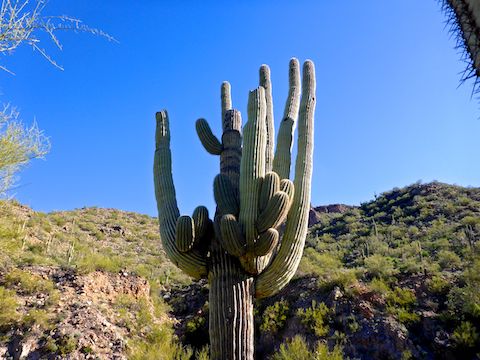 Besides the beautiful rock formations, the other highlight of Bulldog Canyon is the many prolific saguaro.