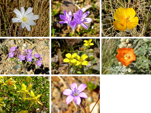 Flowers of Phoenix Sonoran Preserve ... Top Row: desert chicory, blue dick, Mexican gold poppy ... Middle Row: scorpionweed, annual wall rocket, desert globemallow ... Bottom Row: creosote and something I can't find on wildflowersearch.org.