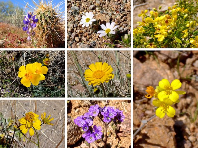 Flowers of San Tan Mountain Regional Park ... Top Row: Coulter's lupine, Mojave desert star, creosote ... Middle Row: Mexican gold poppy, desert marigold, Moapa bladderpod ... Bottom Row: brittlebush, scorpionweed.