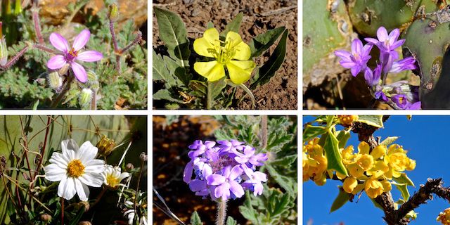 Black Canyon Trail Flowers ... Top Row: redstem stork's bill, desert evening primrose, blue dick ... Bottom Row: blackfoot daisy, Gooding's verbena, red barberry.