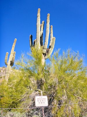 I'm sure I've photographed this saguaro before, but this time I nailed it.