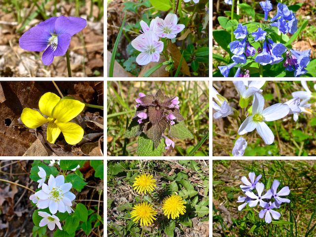Chesapeake & Ohio Canal Flowers ... Top Row: common blue violet, Eastern spring beauty, Virginia bluebell ... Middle Row: downy yellow violet, purple dead nettle, cutleaf toothwort ... Bottom Row: rue anemone, dandelion, wild blue phlox.