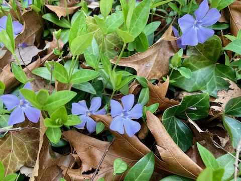 Lesser periwinkle was one of several flowers I spotted on the detour. Flowers in Maryland seem to do really well in cold weather.