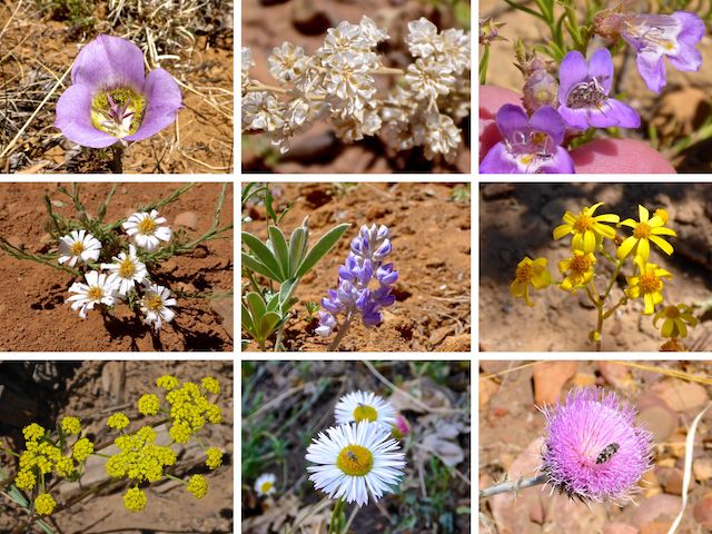 Lookout Connector Trail / Juniper Ridge flowers ... Top Row: doubting mariposa lily, ceanothus?, toadflax penstemon ... Middle Row: baby aster / rose heath, silvery lupine, New Mexico groundsel ... Bottom Row: alpine false springparsley, spreading fleabane, New Mexico thistle.