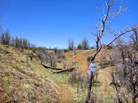 The Rodeo-Chediski Fire burned this gully good.