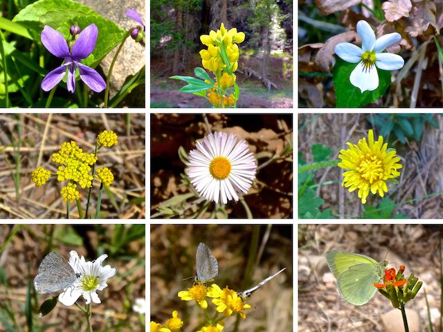 Bear Canyon to Mule Crossing flowers ... Top Row: northern bog violet, spreadfruit goldenbanner, Canada violet ... Middle Row: alpine false springparsley, spreading fleabane, dandelion ... Bottom Row: field chickweed & New Mexico groundsel (both with spring azure butterfly), western wallflower (with Queen Alexandra's sulphur butterfly).