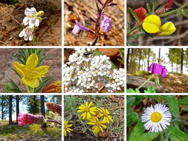 Larson Ridge to Chevelon Canyon Flowers ... Top Row: Palmer's penstemon, aromatic false pennyroyal, red and yellow pea ... Middle Row: yellow evening primrose, western yarrow, pineywoods geranium ... Bottom Row: Arizona thistle, showy goldeneye, spreading fleabane.