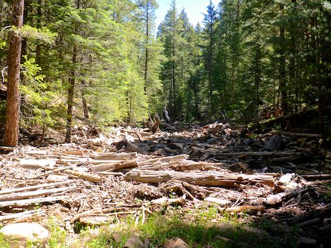 The first watery stretch of Bear Canyon ended just south of this log jam. The jam was so large, it reminded me of North Woods log rafts.