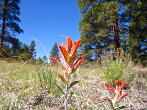 Plenty of foothill paintbrush (Castilleja integra) blooming on Campbell Mesa. Other flowers I spotted included lupine on the climb from the the AZT connector, and lots of tiny fleabane.