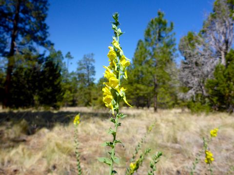 I dismounted a number of times to take flower photos, including this dalmation toadflax (Linaria dalmatica).