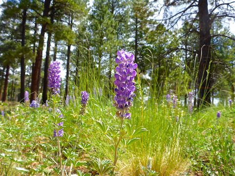 Though not to Bartlett Lake Super Bloom levels, there was a nice patch of hills lupine on Hill 7433.