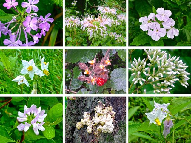 C&O Canal Flowers ... Top Row: Phlox paniculata, white bergamot, dame's rocket ... Middle Row: European black nightshade, Japanese wineberry, Carolina vetch (???) ... Bottom Row: crown vetch, mold and a bonus nightshade ... The Maryland Biodiversity Project is a great resource!