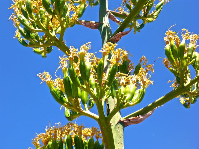 I never realized Parry's agave -- aka century plant -- looked like hot peppers when they are blooming. Other high country flowers I spotted included bee spiderflower, twistspine prickly pear, paintbrush, sulphur buckwheat, scarlet penstemon and nice patch of early afternoon spreading fleabane.